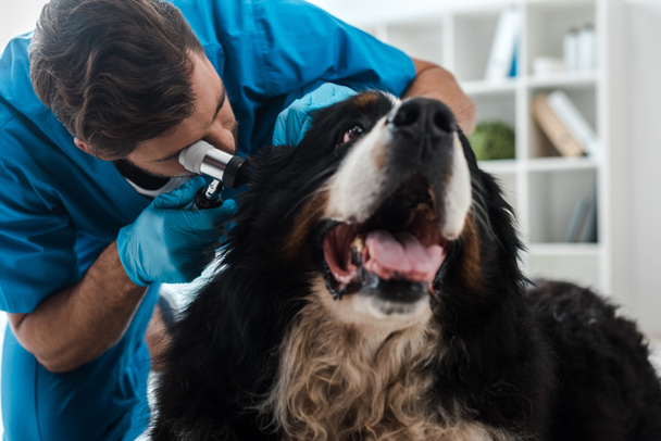 veterinario joven examinando la oreja de perro bernés mointain con otoscopio
 - Foto, Imagen