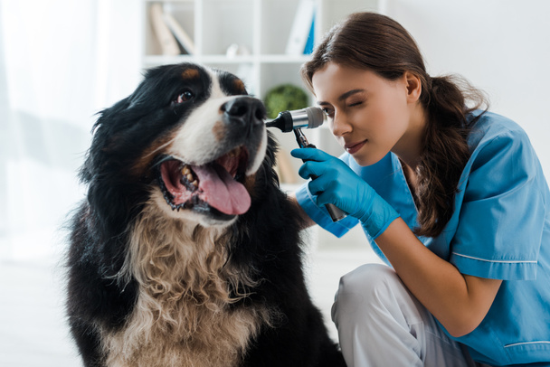 attentive veterinarian examining ear of berner sennenhund dog with otoscope - Foto, Imagen
