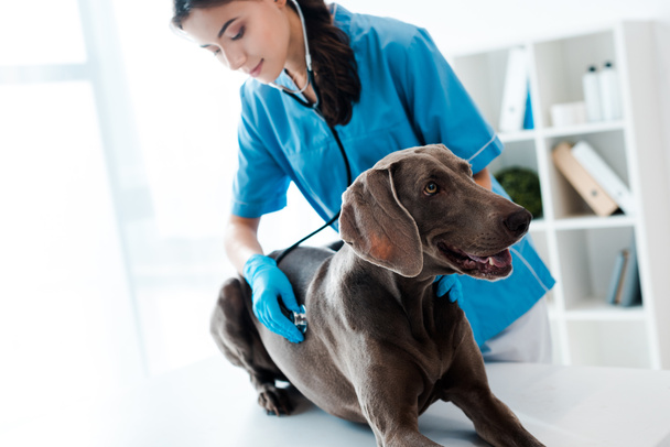 young, attentive veterinarian examining weimaraner dog with stethoscope - Foto, Imagen