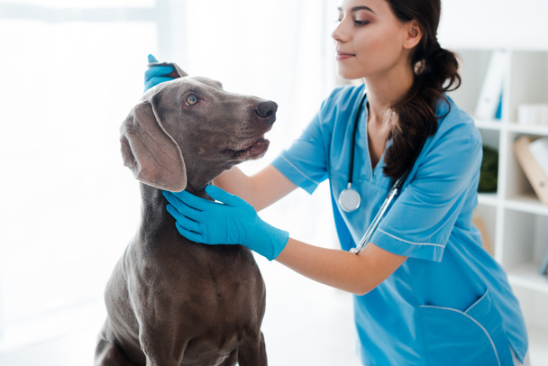 beautiful, attentive veterinarian examining ear of weimaraner dog  - Foto, Bild
