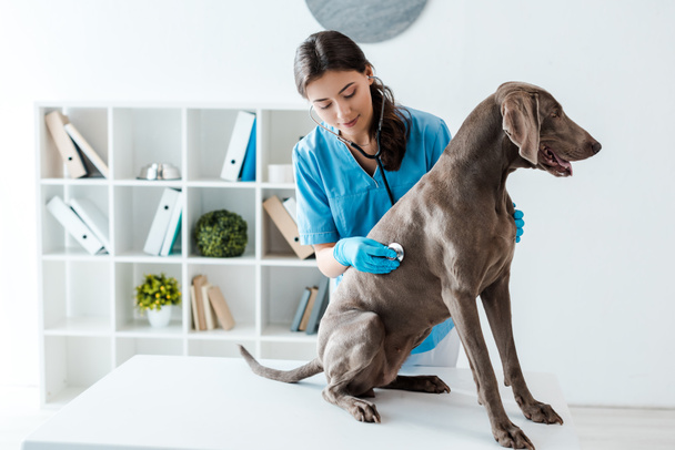 houkutteleva, huomaavainen eläinlääkäri tutkii weimaraner koira stetoskooppi
 - Valokuva, kuva
