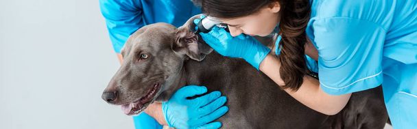 vista recortada de veterinario colega asistente examinar la oreja de perro weimaraner con estetoscopio, tiro panorámico
 - Foto, Imagen