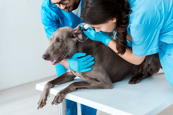 jovem veterinário segurando cão weimaraner enquanto colega examinando orelha com otoscópio
 - Foto, Imagem