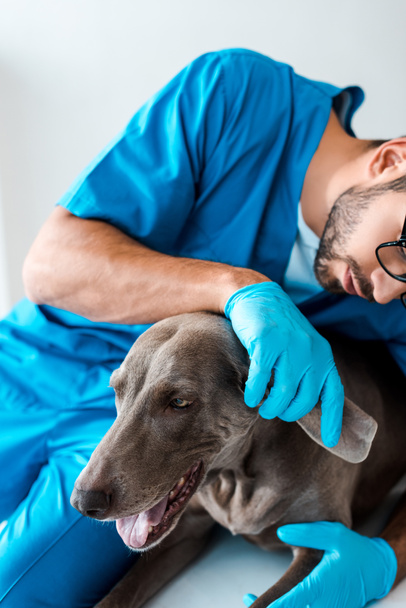 cropped view of young veterinarian examining ear of weimaraner dog - Фото, изображение