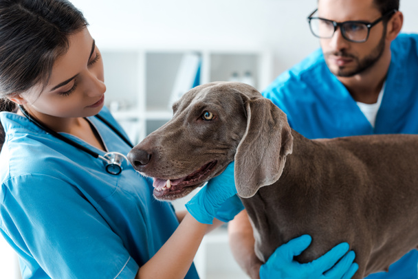 enfoque selectivo del veterinario colega de asistencia mientras examina perro weimaraner
 - Foto, Imagen