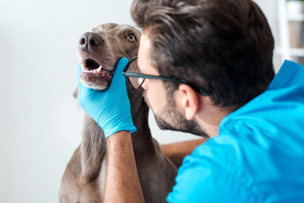selective focus of young veterinarian examining teeth of weimaraner dog - Foto, afbeelding