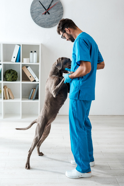 young veterinarian supporting cute weimaraner dog standing on rear legs - Фото, изображение