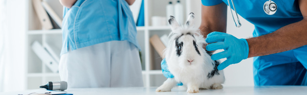 vista ritagliata del veterinario esaminando carino macchiato coniglio vicino collega
 - Foto, immagini