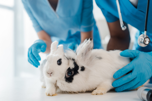 partial view of veterinarians examining two adorable rabbits on table - Foto, imagen