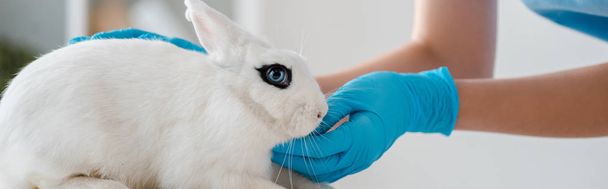 Ausgeschnittene Ansicht des Tierarztes in Latexhandschuhen bei der Untersuchung des niedlichen weißen Kaninchens, Panoramaaufnahme - Foto, Bild