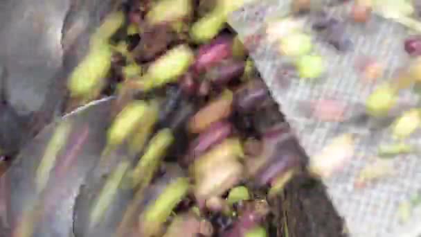 Aceitunas recién cosechadas cayendo en un transportador en un molino de aceite
 - Imágenes, Vídeo