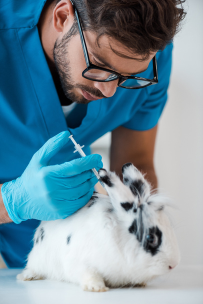 młody lekarz weterynarii wykonujący szczepienia słodkiego królika plamistego - Zdjęcie, obraz