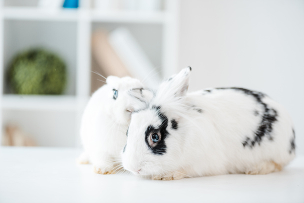 Veteriner kliniğindeki masada iki sevimli siyah beyaz tavşan. - Fotoğraf, Görsel