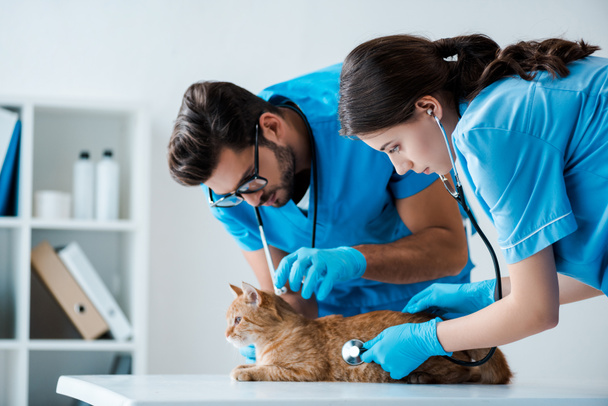 dos jóvenes veterinarios examinando gato rojo con estetoscopios
 - Foto, Imagen