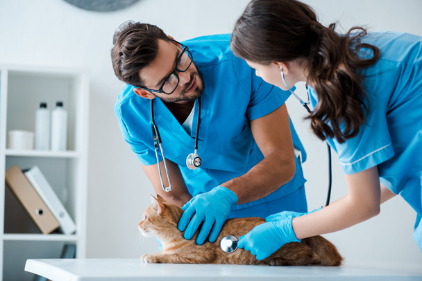 two young veterinarians talking while examining red cat on table - 写真・画像