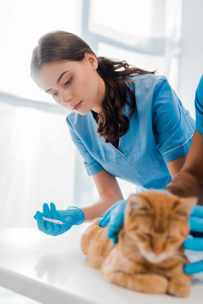 enfoque selectivo del veterinario atento que hace la inyección al gato rojo
 - Foto, Imagen