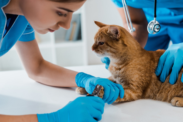 visão parcial do veterinário segurando gato vermelho enquanto colega cortando garras
 - Foto, Imagem