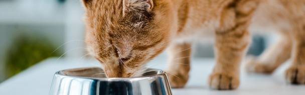 panoramic shot of cute red tabby cat eating from metal bowl in veterinary clinic - Foto, afbeelding