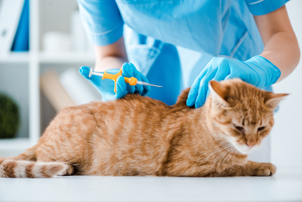 Teilansicht des Tierarztes, der der roten Katze einen Identifikations-Mikrochip implantiert - Foto, Bild