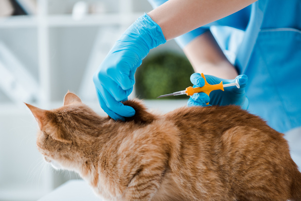 vista recortada de veterinario haciendo la implantación de microchip de identificación a gato tabby rojo
 - Foto, Imagen