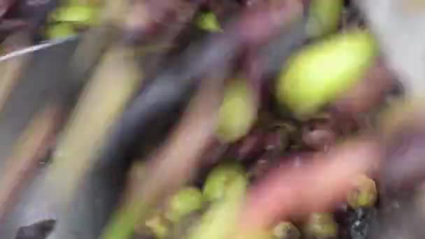 Oliven, die in einer Ölmühle auf ein Förderband fallen - Filmmaterial, Video