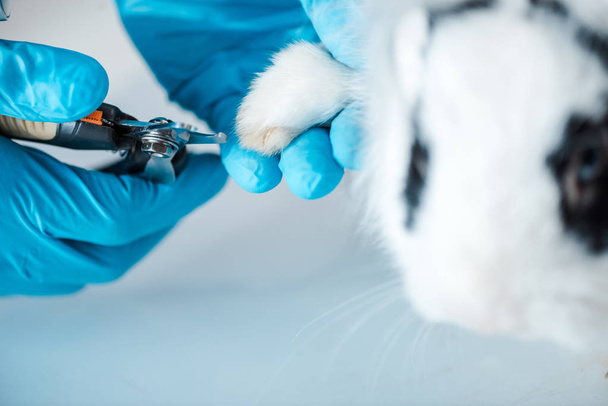 visão cortada do veterinário em garras de corte de coelho bonito com cortador de garra
 - Foto, Imagem