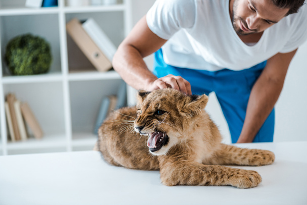 young veterinarian examining adorable lion cub growling on table - 写真・画像