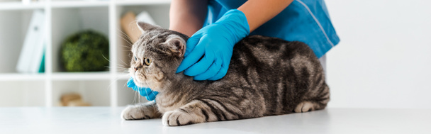 cropped view of veterinarian examining tabby scottish straight cat on table, panoramic shot - 写真・画像