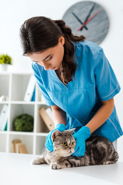 attentive veterinarian examining tabby scottish straight cat on table - 写真・画像