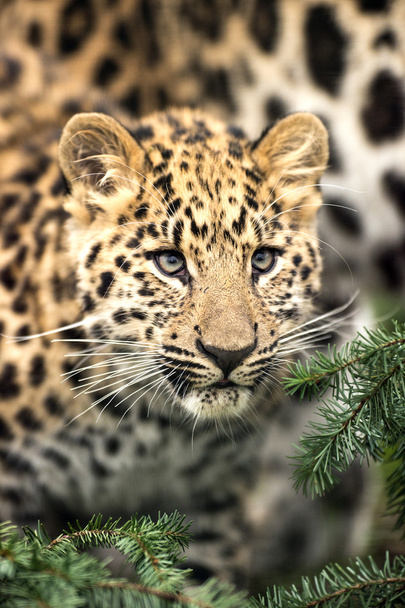 Cachorro de leopardo
 - Foto, Imagen