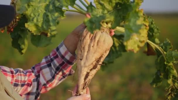 Woman holding ripe sugar beet, close-up - Materiał filmowy, wideo