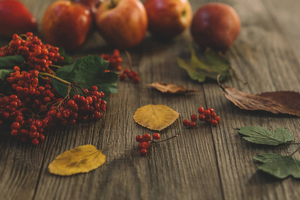 Harvest of red apples, autumn leaves and red berries on old boards. Autumn background. - 写真・画像