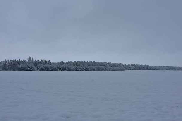 Winterlandschap, bos in een witte winterjas in de ochtend. - Foto, afbeelding