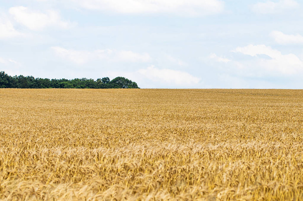 Wheat field. Ears of golden wheat close up. Background of ripeni - Foto, immagini