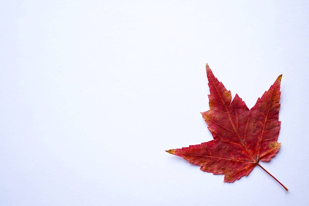                   κόκκινο φύλλο σφενδάμου με φθινοπωρινά χρώματα στο λευκό φόντο, φθινοπωρινή εποχή              - Φωτογραφία, εικόνα