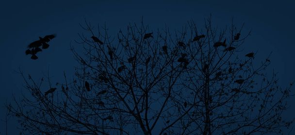 silueta de un cuervo sobre un árbol - Foto, imagen
