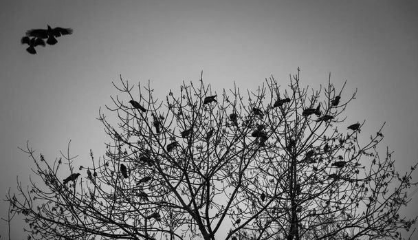 silhouette d'un corbeau sur un arbre - Photo, image