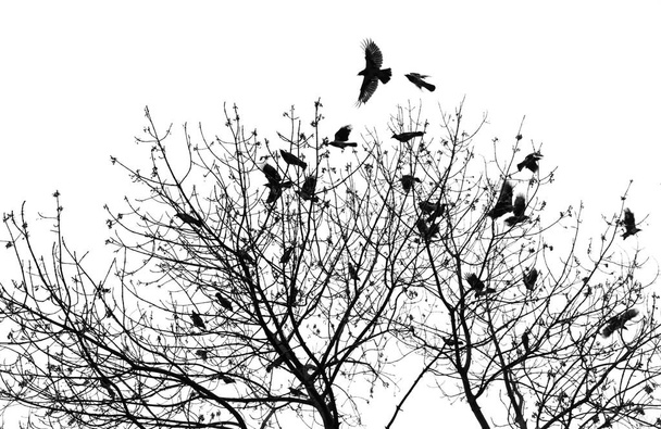 silueta de un cuervo sobre un árbol - Foto, Imagen