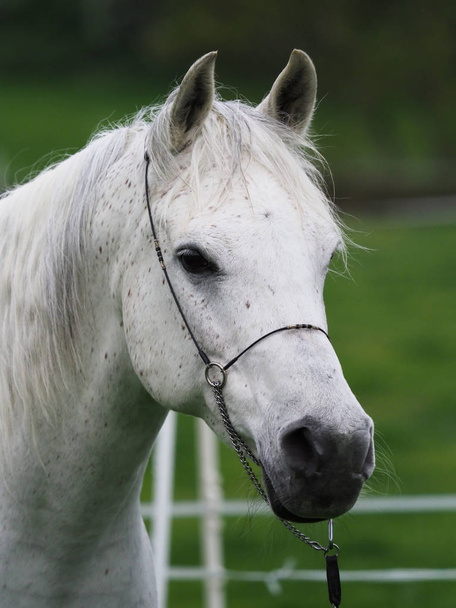 Arab Horse Headshot - Foto, afbeelding