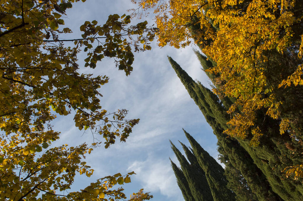 Ramas de ciprés y arces contra el cielo azul. Vista de abajo. otoño
 - Foto, Imagen