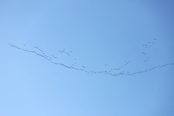 Многие перелетные птицы улетают на север на закате
 - Фото, изображение