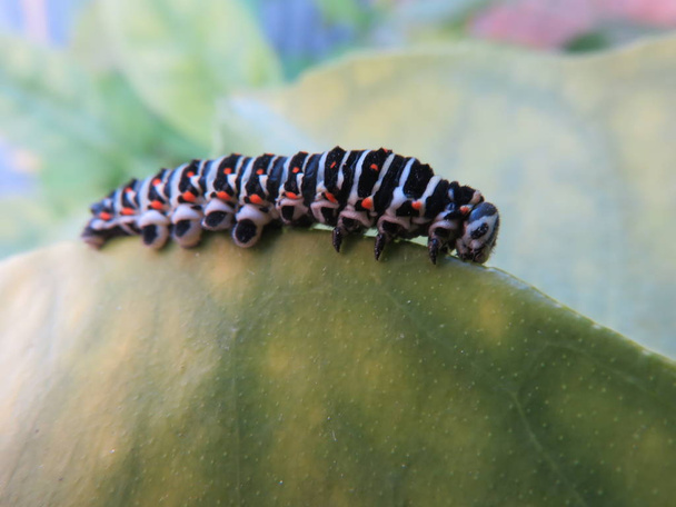 Caterpillar Papilio machaon, s la pequeña oruga de una hermosa mariposa llena de hermosos colores cuando está listo para la metamorfosis
 - Foto, Imagen