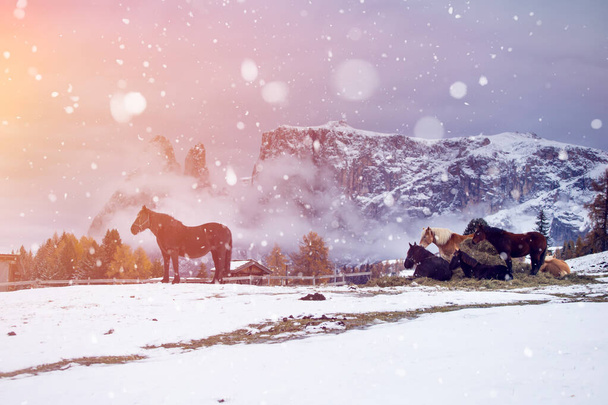 Horses in snow at Seiser Alm, South Tyrol, Italy - Fotoğraf, Görsel