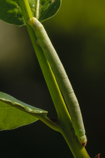 Lagarta-de-geometridae verde
 - Foto, Imagem