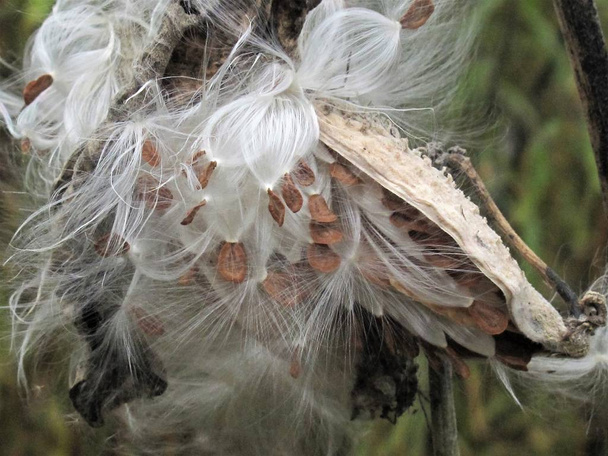 Detailní záběr praskajících lusků mléčného plevele - Fotografie, Obrázek