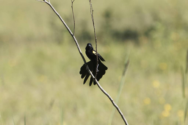 Male yellow-mantled widowbird, Euplectes macroura - Photo, Image
