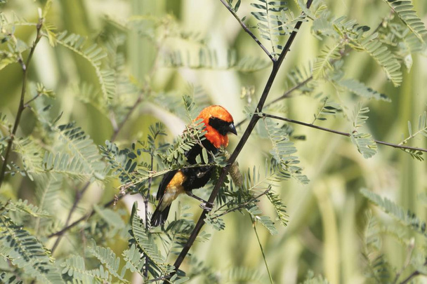 Male Black-winged red bishop, Euplectes hordeaceus, hidden in a bush.  - Photo, Image