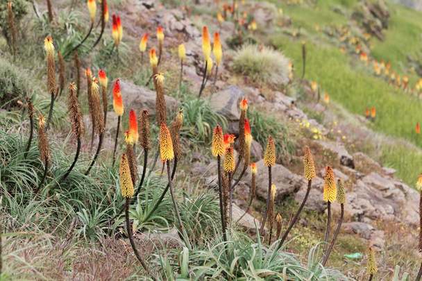 Flower of the torch lily Kniphofia foliosa, in the Simien Mountains in Ethiopia - Photo, Image