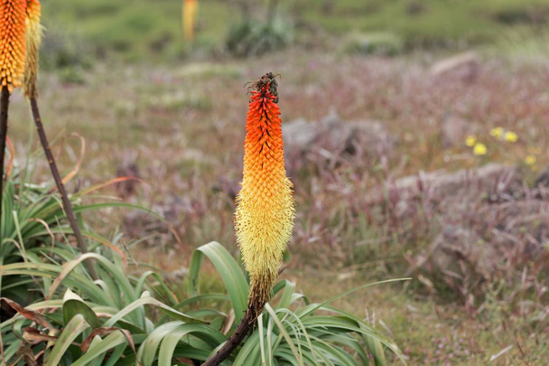 Λουλούδι της δάδας κρίνος Kniphofia foliosa, στα βουνά Simien στην Αιθιοπία - Φωτογραφία, εικόνα