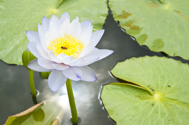 Witte lotus in de tuin - pathumthanee thailand - Foto, afbeelding